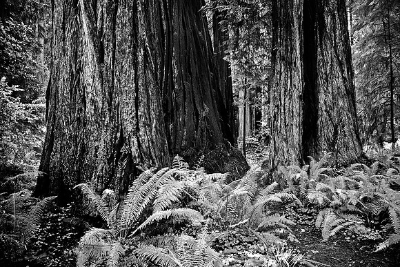 Redwood National Park, California