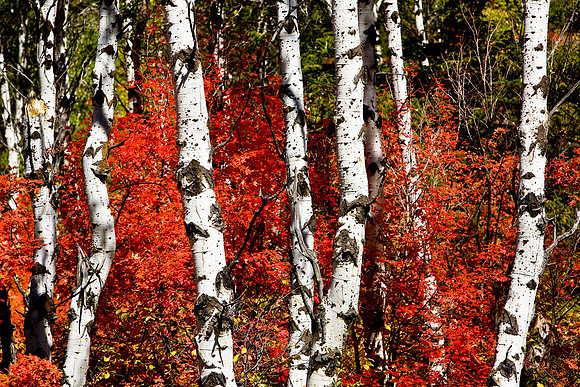 Aspen Trees, Wyoming