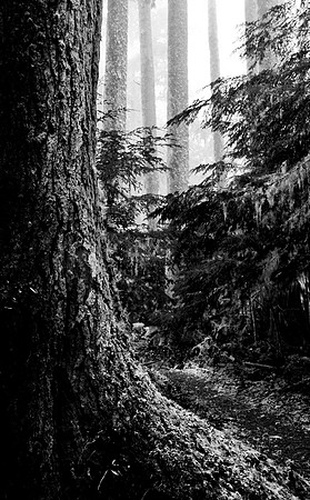 Drift Creek Wilderness, Oregon