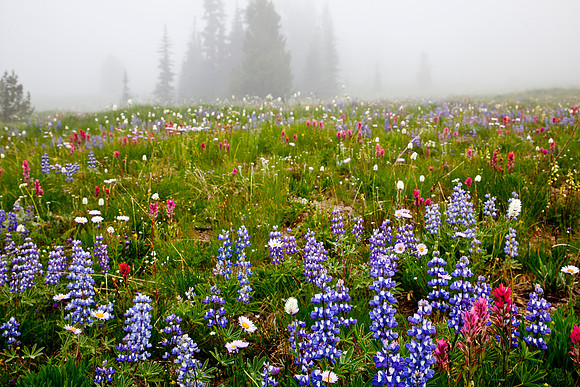 Mount Rainier National Park, Washington