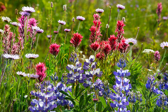Mount Rainier National Park, Washington