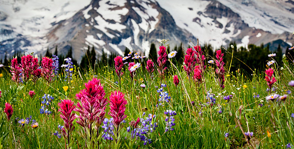 Mount Rainier National Park, Washington