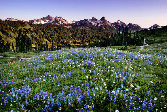 Mount Rainier National Park, Washington