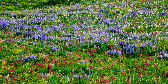 Mount Rainier National Park, Washington