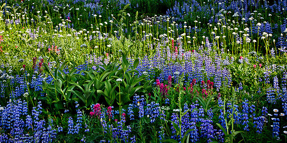 Mount Rainier National Park, Washington