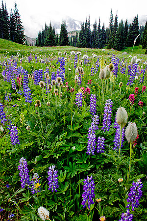 Mount Rainier National Park, Washington