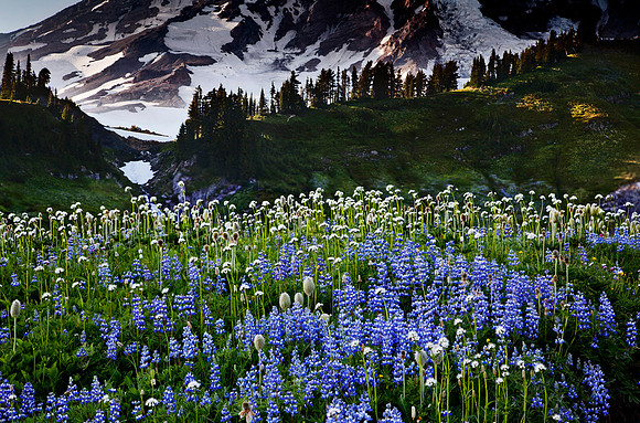 Mount Rainier National Park, Washington