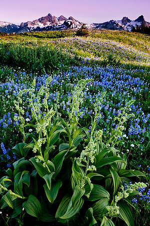 Mount Rainier National Park, Washington