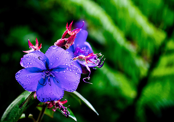 Princess Flower, Hawaii