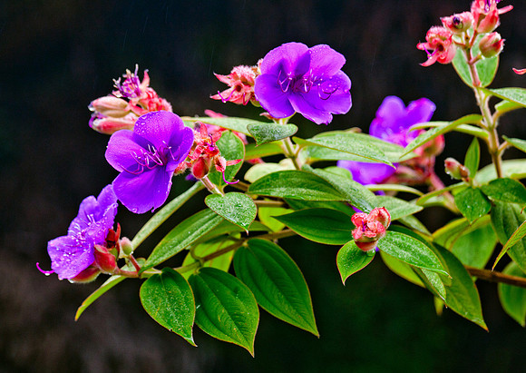 Princess Flower, Hawaii