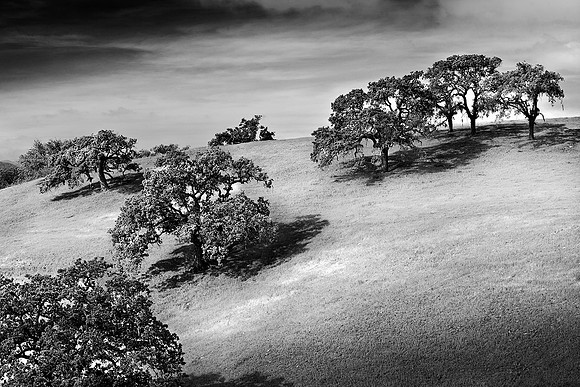 Oak Trees, California