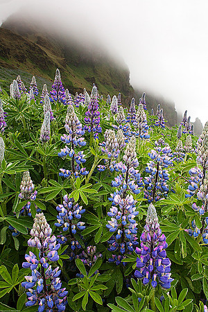 Lupines, Iceland