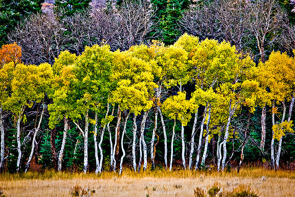 Aspen Trees, Montana