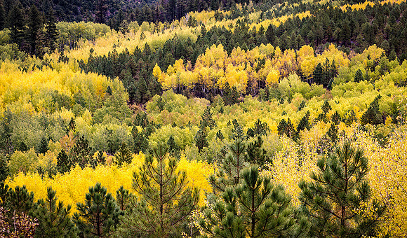 Dixie National Forest, Utah