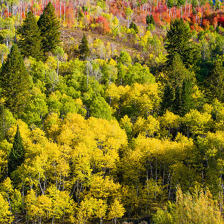 Wasatch Mountains, Utah