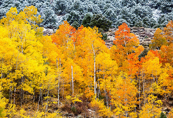 Eastern Sierras, California
