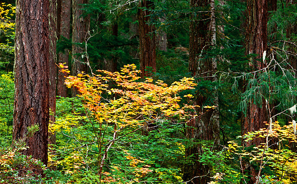 Mount Rainier National Park, Washington