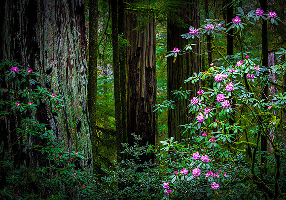 Redwood National Park, California