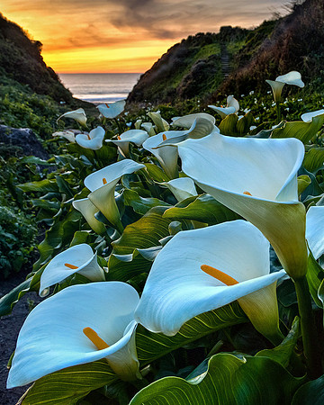 Garapata State Park, California