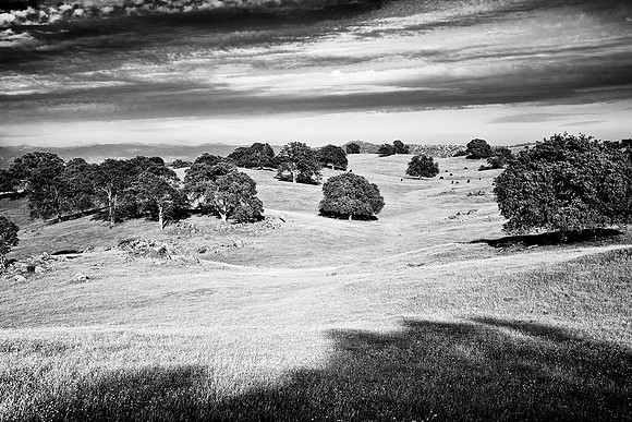 Oak Trees, California