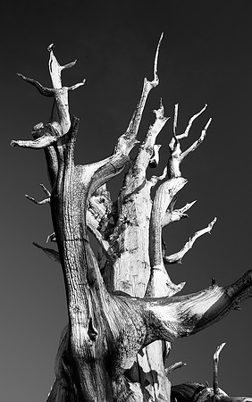 Ancient Bristlecone Pine Forest, California