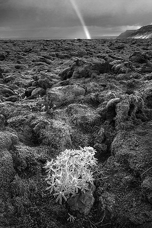 Mossy Lava Rock, Iceland