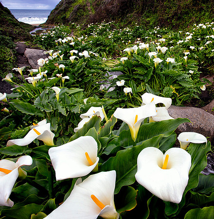 Garrapata State Park, California