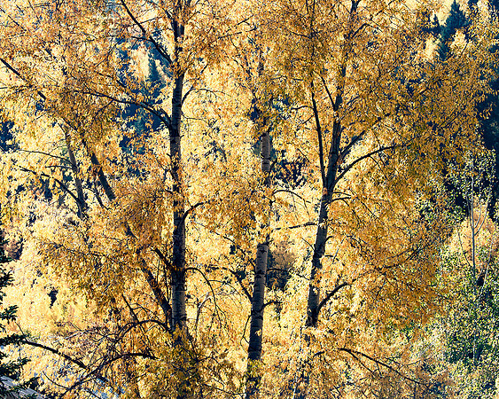 Kebler Pass, Colorado