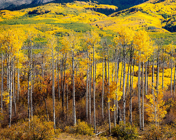 Kebler Pass, Colorado