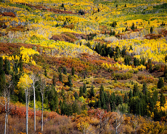 Kebler Pass, Colorado