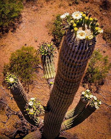 Organ Pipe National Monument, Arizona