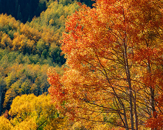 Kebler Pass, Colorado