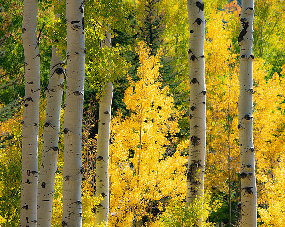 Kebler Pass, Colorado