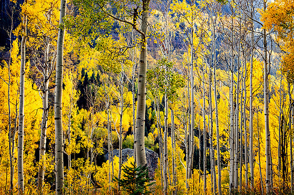 Kebler Pass, Colorado