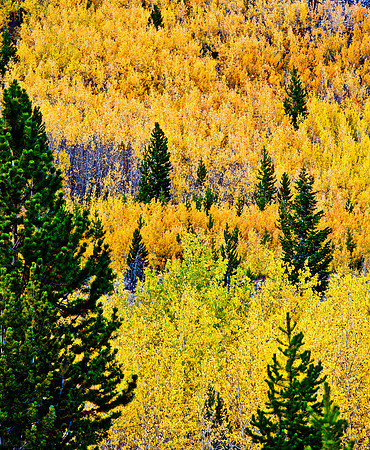Near Beartooth Highway, Wyoming