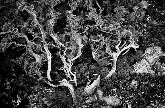 Point Lobos, California