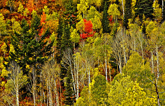 Wasatch National Forrest, Utah