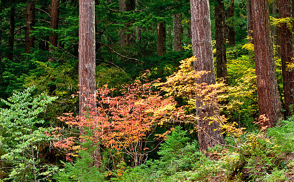 Mount Rainier National Park, Washington