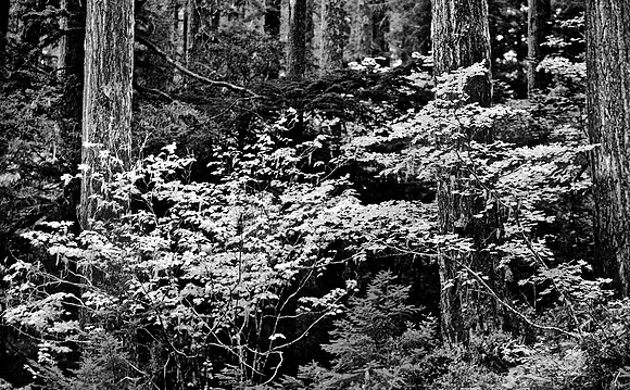 Mount Rainier National Park, Washington