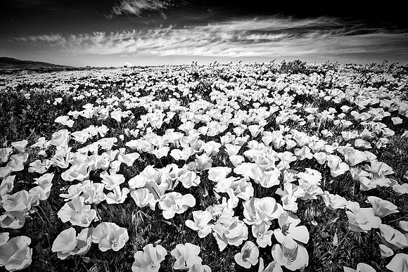 Antelope Valley, California