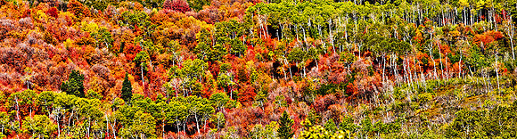 Watach National Forest, Utah