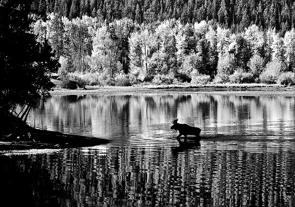 Moose, Oxbow Bend, Grand Tetons National Park, Wyoming