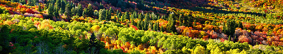 Watach National Forest, Utah
