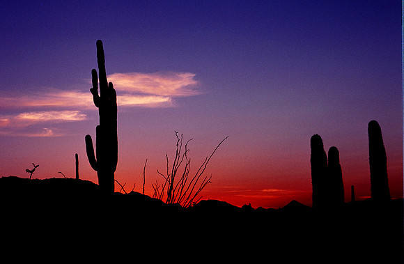 Saguaro National Park, Arizona