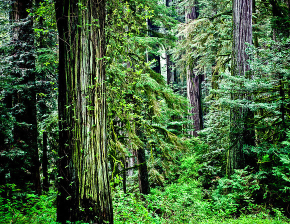 Redwood National Park, California