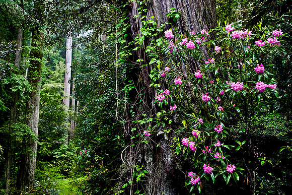 Redwood National Park, California