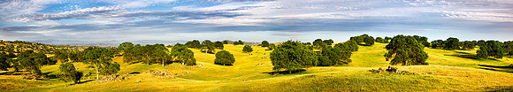 Oak Trees, California
